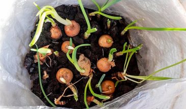 Крупный лук и пышная зелень: агроном назвала 2 фатальные ошибки и 3 секрета урожая для дачников