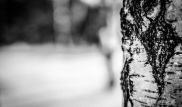 Перед Пасхой: одна традиция с берёзой, о которой важно знать — почему 11 апреля нужно пойти в рощу