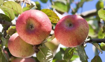 Яблоня в опасности: одно растение рядом — и останетесь без урожая
