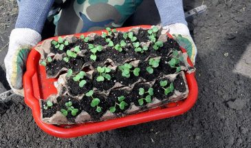 Поможет ли огород справиться с депрессией: одна правда, о которой молчат дачники