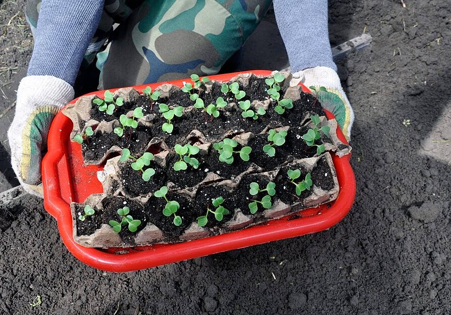 Поможет ли огород справиться с депрессией: одна правда, о которой молчат дачники