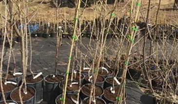 Качество саженцев определяет, каким будет сад: одна ошибка при покупке, которая погубит урожай