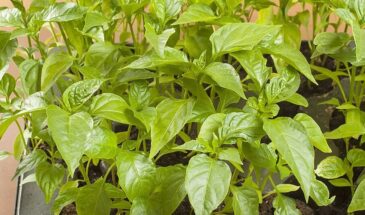 Уникальная подкормка перца: опрыскивание по листьям — спасает рассаду за 2-3 дня