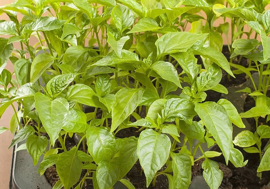 Уникальная подкормка перца: опрыскивание по листьям — спасает рассаду за 2-3 дня
