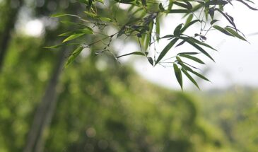 Тля на растениях: 10 домашних средств, которые спасут урожай без химии