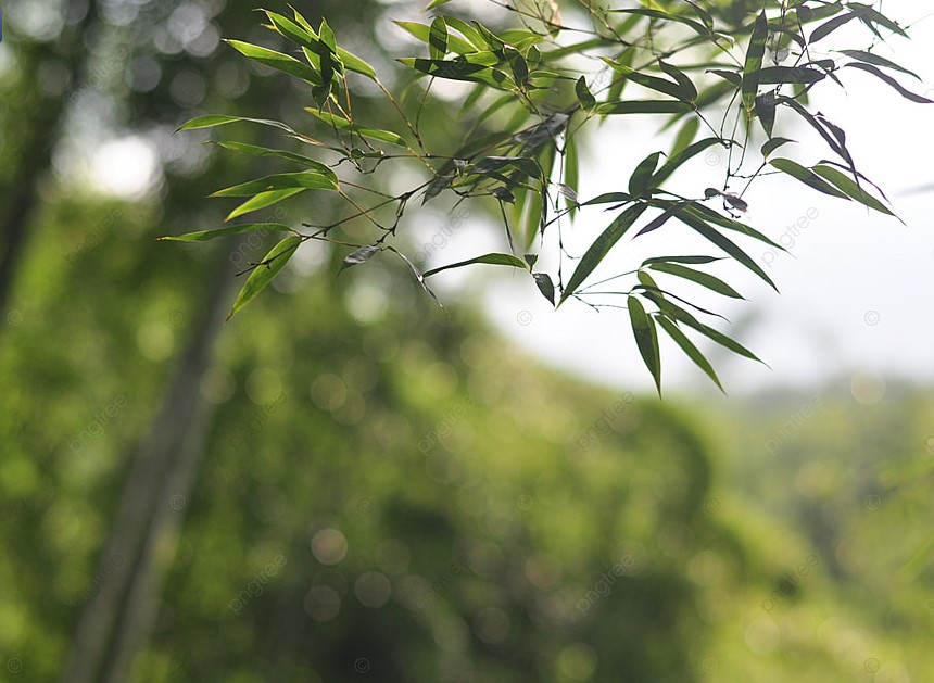 Тля на растениях: 10 домашних средств, которые спасут урожай без химии