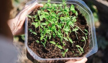 Теплица обманет заморозки: когда в средней полосе безопасно высаживать рассаду