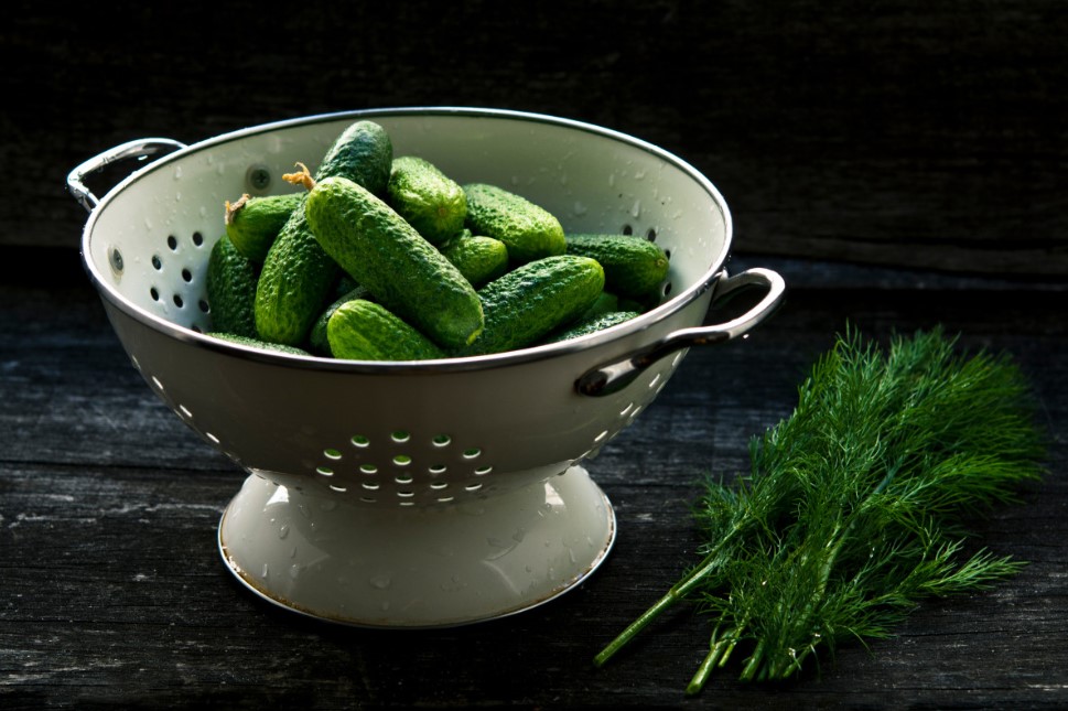 Секрет сахарного огурца: один копеечный трюк в теплице, который сделает плоды невероятно сладкими