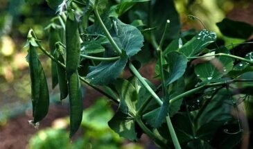 Горох, который не боится морозов: новый сорт меняет правила дачного сезона