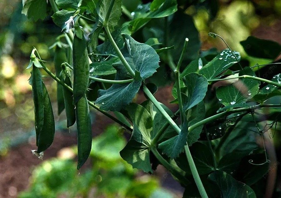 Горох, который не боится морозов: новый сорт меняет правила дачного сезона