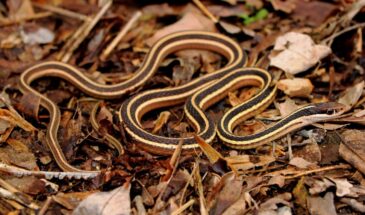 Ваша дача привлекает змей: три привычки, от которых нужно срочно избавиться