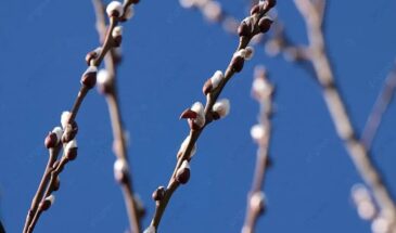 Вербное воскресенье 2026: 8 примет, которые нельзя игнорировать — что обязательно нужно сделать 5 апреля