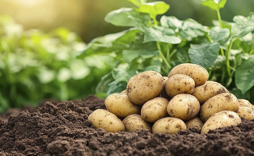 Две горсти в лунку — и картошка крупнее соседской: один приём, который спасает от проволочника