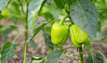 Можно ли на Пасху отщипывать перцы: одна хитрость в апреле, которая удваивает урожай