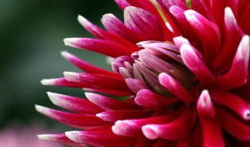 Два цветка, которые не стоят вложенных трудов: почему дачники отказываются от георгин и гладиолусов