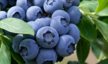 Хит продаж у дачников: популярная голубика «Норд блю» даёт крупную ягоду даже в сибирские морозы