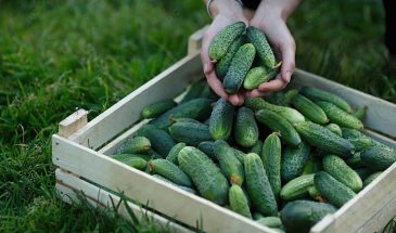 Как выращивать огурцы без почвы: один трюк с бумажным полотенцем, который ускоряет всходы на неделю