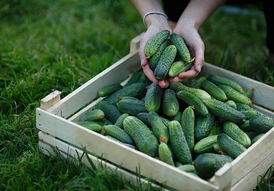 Как выращивать огурцы без почвы: один трюк с бумажным полотенцем, который ускоряет всходы на неделю