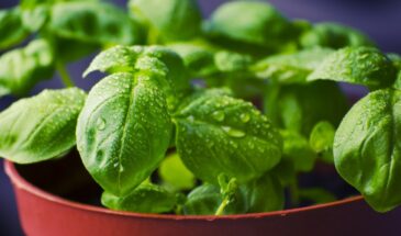 Базилик на подоконнике: растение, которое замедляет старение и защищает мозг