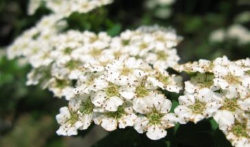 Глина, засуха, дожди — им всё равно: 5 цветов, которые выживают там, где другие сдаются