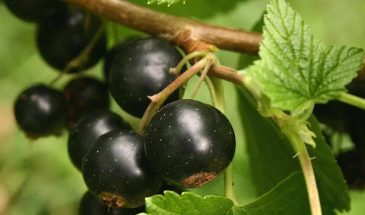 Упустили апрель — потеряли ягоды: приёмы для крупной и сочной смородины