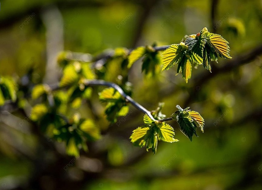 Март проспал — сезон не потерян: как спасти смородину, если пропустили обработку кипятком
