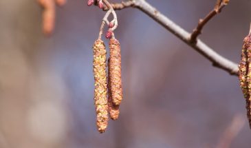 Иосиф Песнопевец 17 апреля: ориентир для земледельцев и обычай, который обязательно нужно сделать