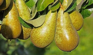 Популярные сорта груш, устойчивых к ржавчине — секрет, который спасёт урожай