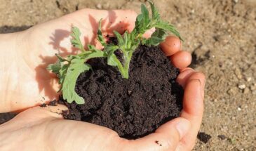 Радоница-2026: что сажать 21 апреля — вьющиеся культуры и не только