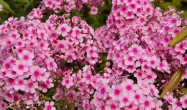 Флокс, который не боится ни зноя, ни ливней: секрет цветущего купола до самой осени