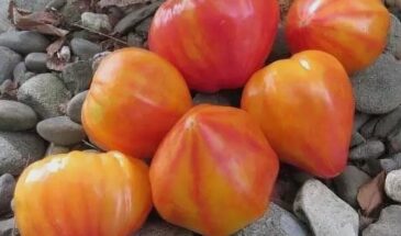 Лучшие гибриды томатов: 7 уникальных сортов, которые покорили огород и сердце