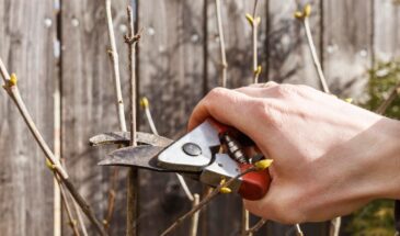 Первый визит на дачу после зимы: какие дела нельзя откладывать ни на день
