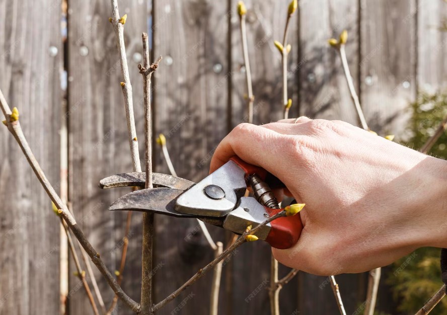 Первый визит на дачу после зимы: какие дела нельзя откладывать ни на день