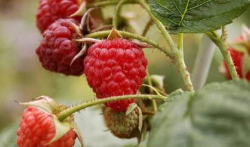 Как подкормить малину весной: одна ошибка, из-за которой урожай будет мелким и кислым