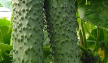 Популярные сорта огурцов 2026: какие гибриды дадут урожай, а какие разочаруют