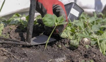 Огурцы в открытом грунте: три гибрида, которые превратят рискованную затею в гарантированный урожай