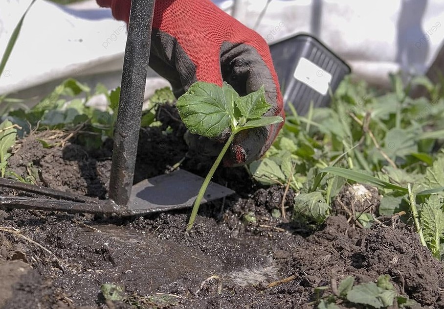 Огурцы в открытом грунте: три гибрида, которые превратят рискованную затею в гарантированный урожай