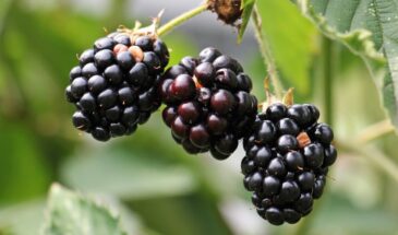 Ежевика, которая разочаровывает: 5 сортов, требующих особого подхода, и как с ними справиться