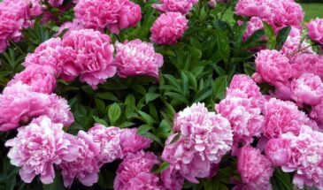 Две горсти под пионы: секрет цветов размером с тарелку и аромата на весь сад