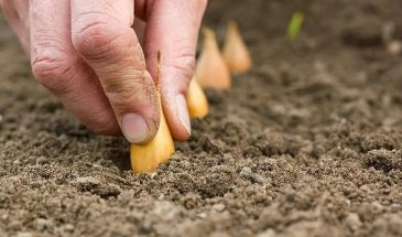 «Луковая муха в шоке»: три хитрости с севком, которые спасут ваш урожай