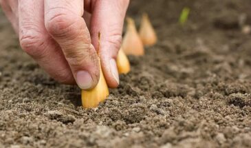 Сеять в Страстную пятницу и на Пасху: можно или нет — один нюанс, который меняет всё