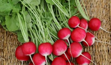 Редис за 18 дней: как получить первый урожай в апреле без теплиц и лишних хлопот