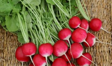 Популярные сорта редиса-2026: эти гибриды дают урожай уже через 14 дней