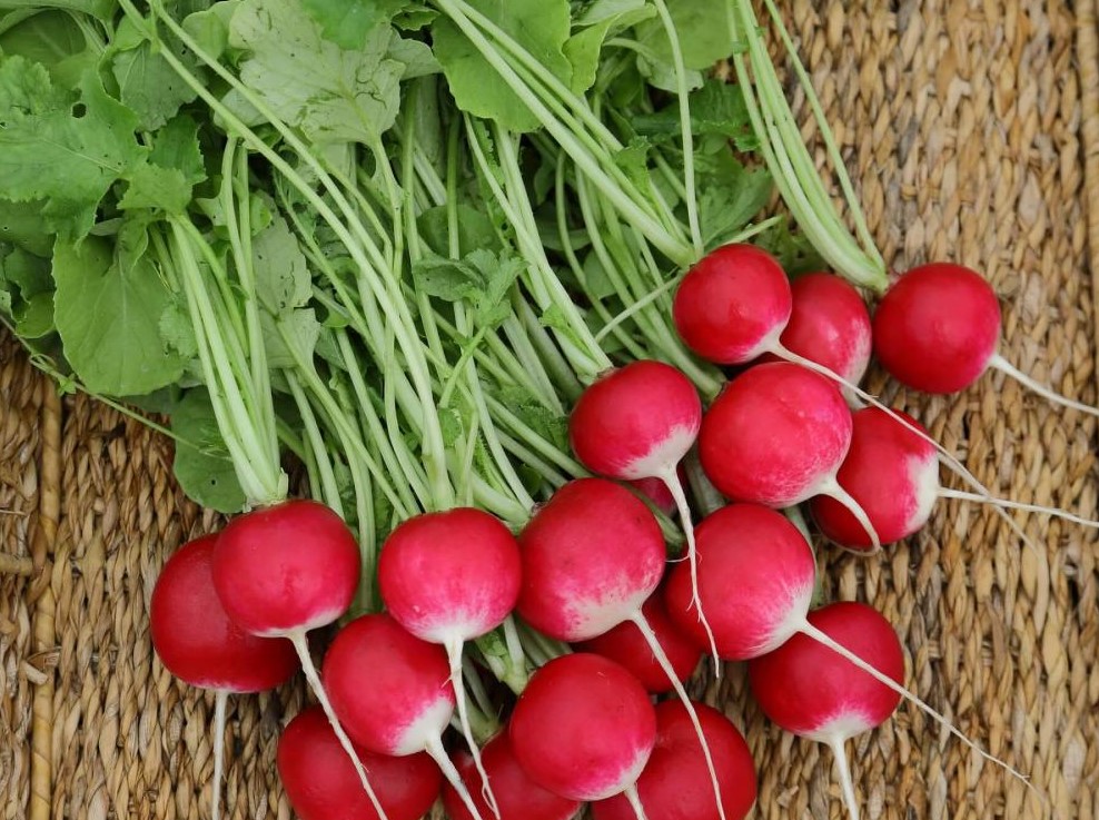 Популярные сорта редиса-2026: эти гибриды дают урожай уже через 14 дней