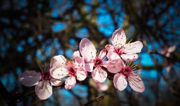 Какой сосед убивает вишню: проверьте свой участок прямо сейчас, пока не поздно