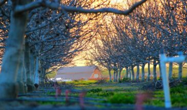 Сделайте это в течение 40 дней после Пасхи: три опрыскивания сада, которые спасут урожай