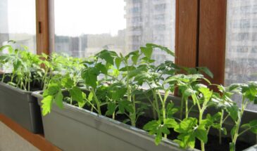 Пикировка томатов в ящик: белорусский метод, который экономит место и усиливает корни