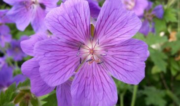 10 капель в воду — и герань цветёт без остановки: апрельская подкормка, которая работает