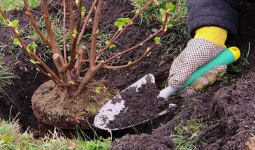 Не делайте этого весной со смородиной: 8 ошибок, которые губят урожай даже у опытных садоводов