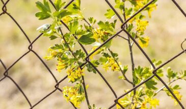 Ягодные культуры в апреле: три недели, которые решат весь урожай — что сделать до сокодвижения